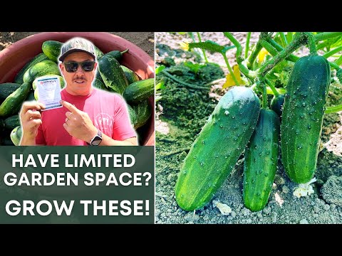 3 REASONS YOU SHOULD BE GROWING THESE!